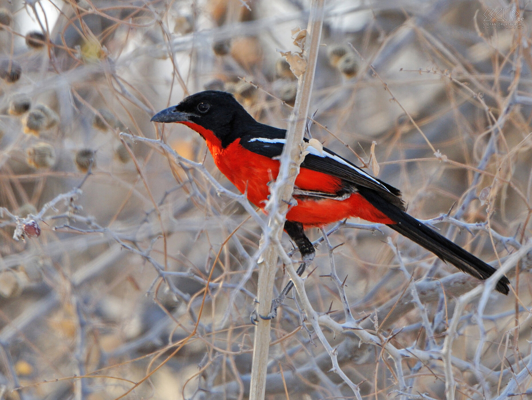 Etosha - Goas - Crimson-breasted Shrike (Laniarius atrococcineus) Stefan Cruysberghs